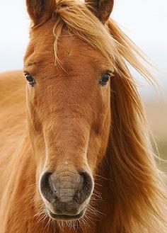 Horse patient — Wales Veterinary Practice equine services