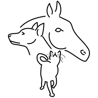 Dog patient at Wales Veterinary Practice